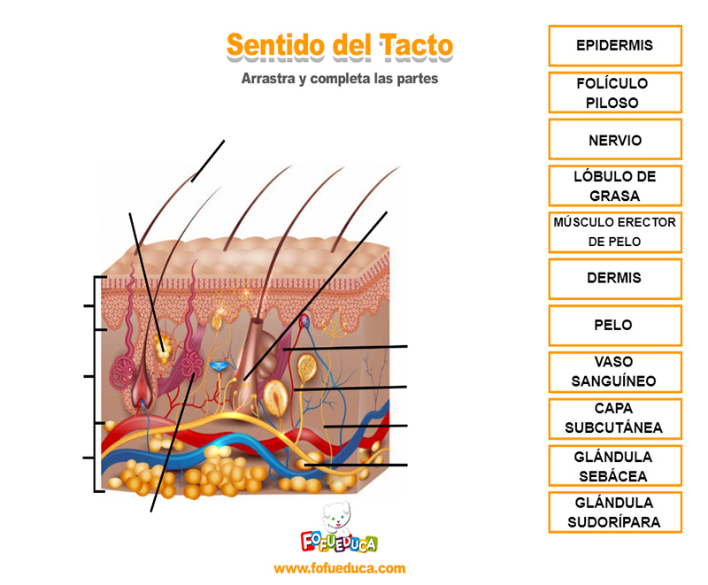 PARTES DEL SENTIDO DEL TACTO