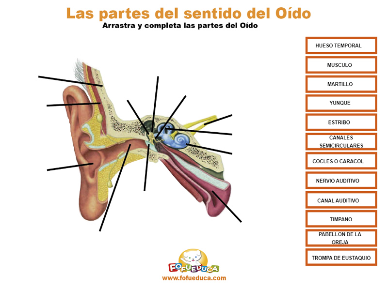 PARTES DEL SENTIDO DEL OÍDO