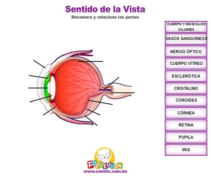 PARTES DEL SENTIDO DE LA VISTA