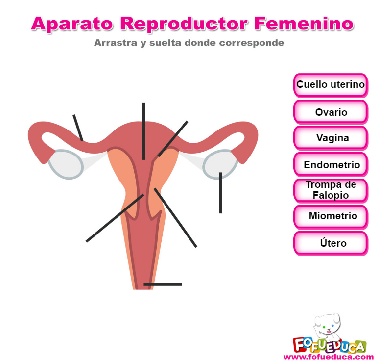 APARATO REPRODUCTOR FEMENINO