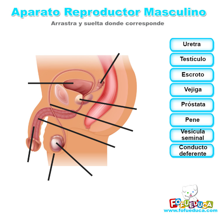 APARATO REPRODUCTOR MASCULINO