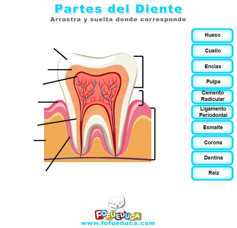PARTES DEL DIENTE