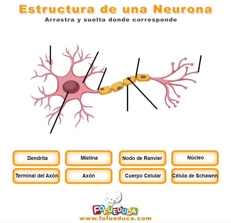 ESTRUCTURA DE LA NEURONA
