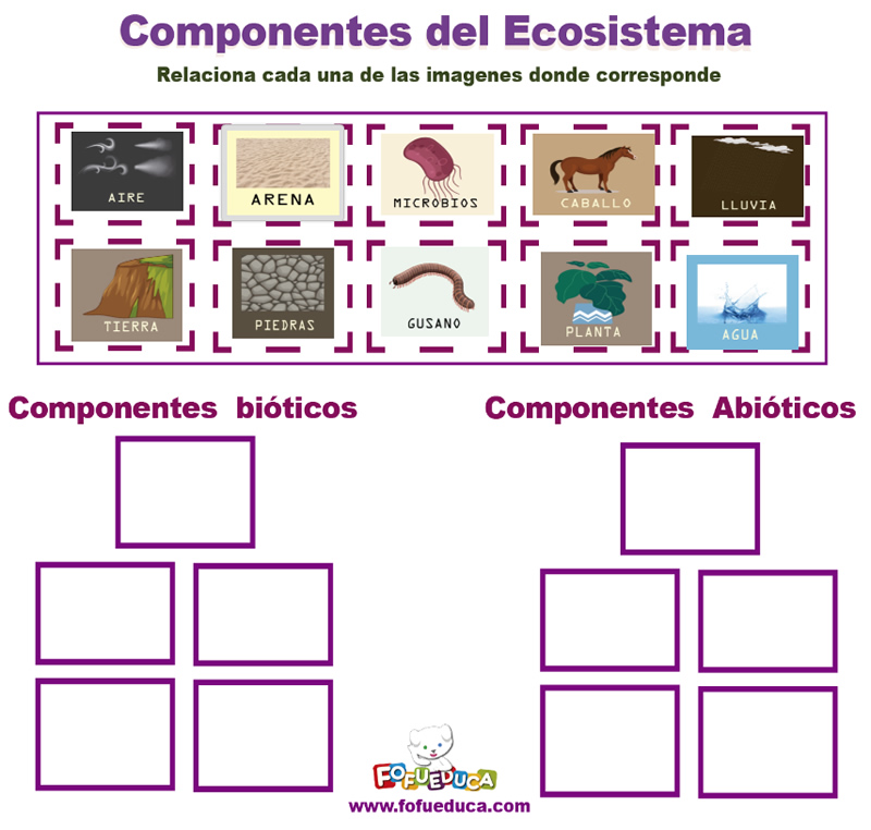 COMPONENTES DEL ECOSISTEMA