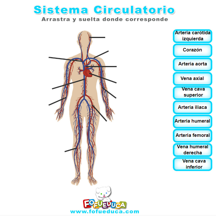 SISTEMA CIRCULATORIO