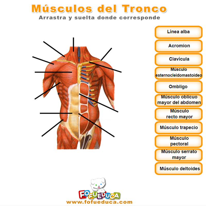 MÚSCULOS DEL TRONCO
