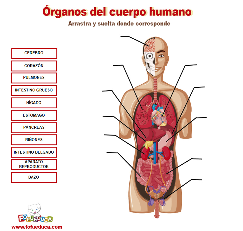 ÓRGANOS DEL CUERPO HUMANO