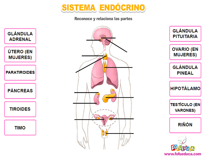 SISTEMA ENDOCRINO