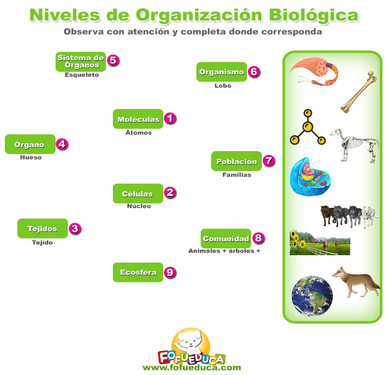 NIVELES DE ORGANIZACIÓN BIOLÓGICA