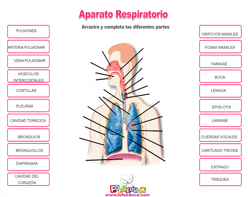 EL APARATO RESPIRATORIO