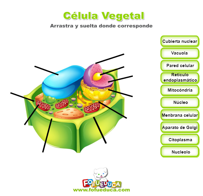 CELULA VEGETAL
