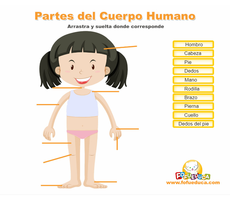 EL CUERPO HUMANO