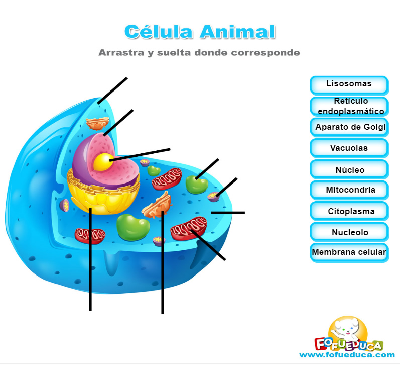 CÉLULA ANIMAL
