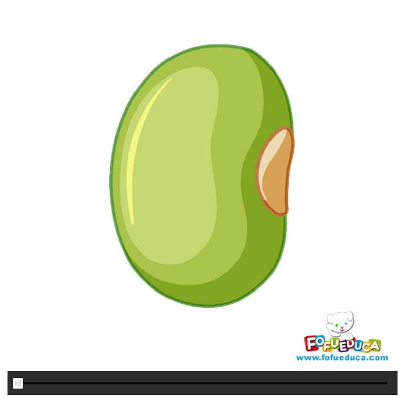 CICLO DE LA VIDA DE LA HABA