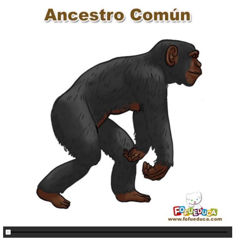 EVOLUCIÓN DEL HOMBRE