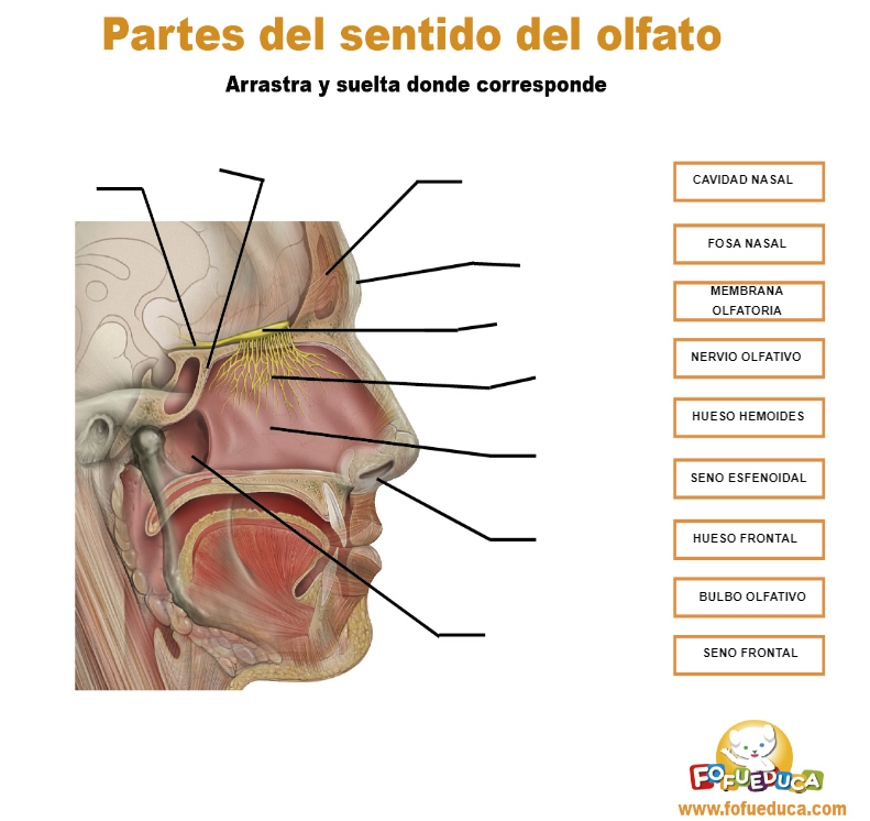EL SENTIDO DEL OLFATO