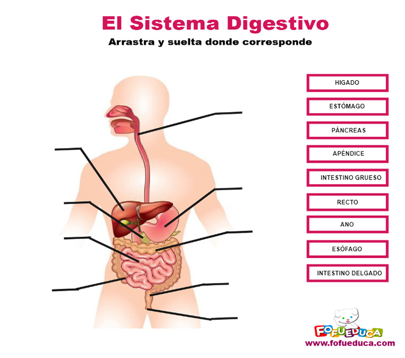 EL SISTEMA DIGESTIVO