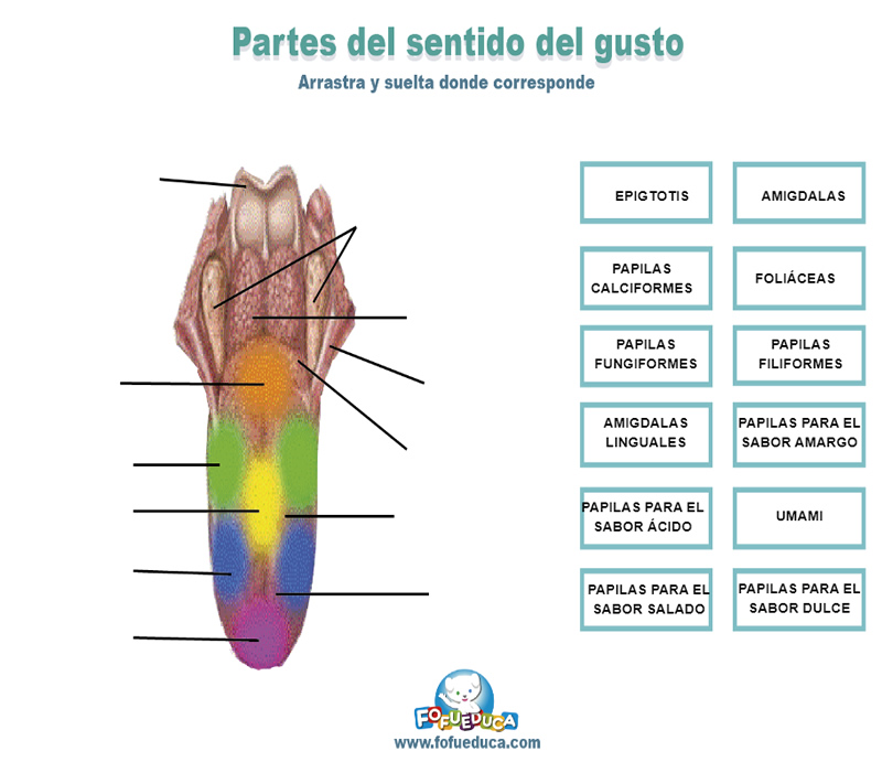 PARTES DEL SENTIDO DEL GUSTO