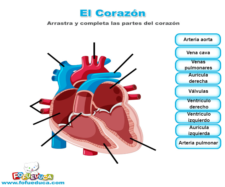 EL CORAZÓN
