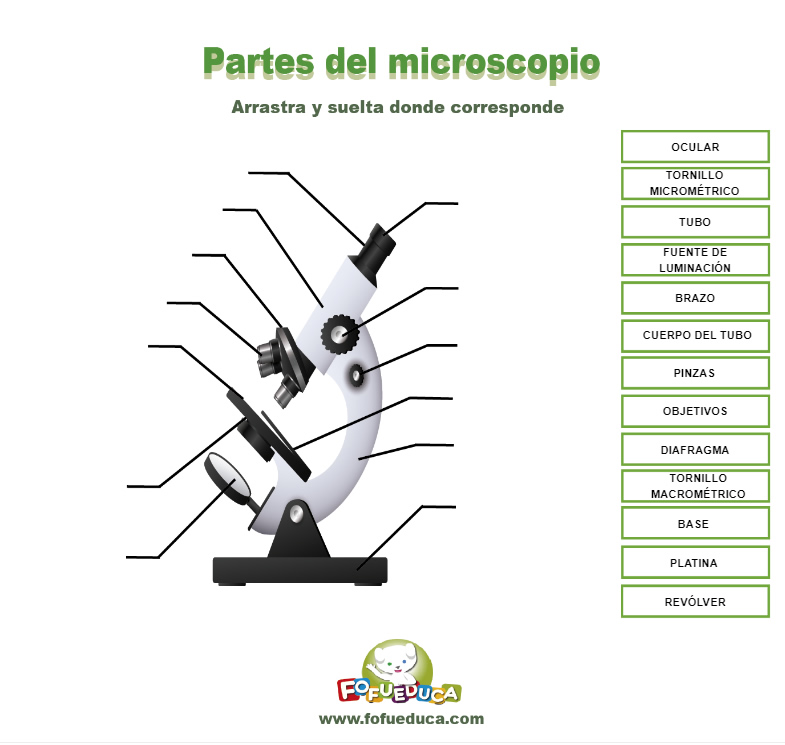 PARTES DEL MICROSCOPIO