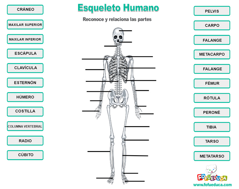 ESQUELETO HUMANO