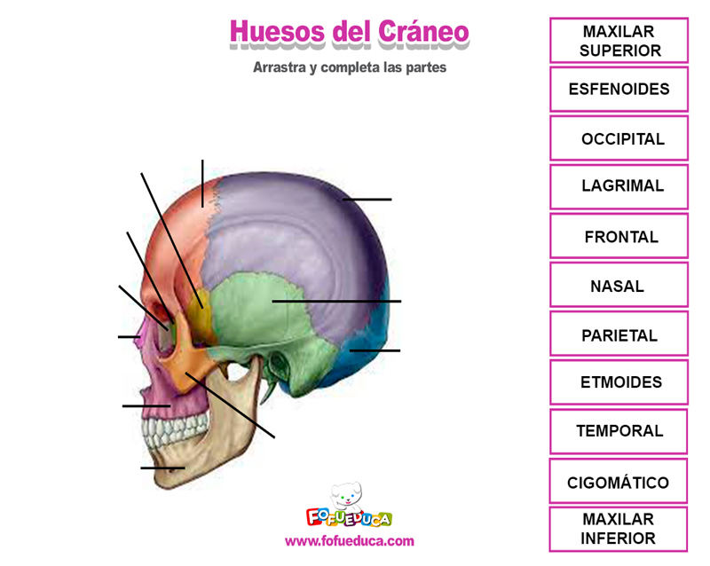 HUESOS DEL CRÁNEO
